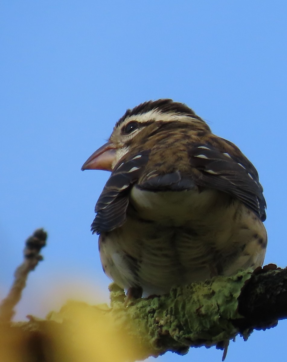 Rose-breasted Grosbeak - ML624228219