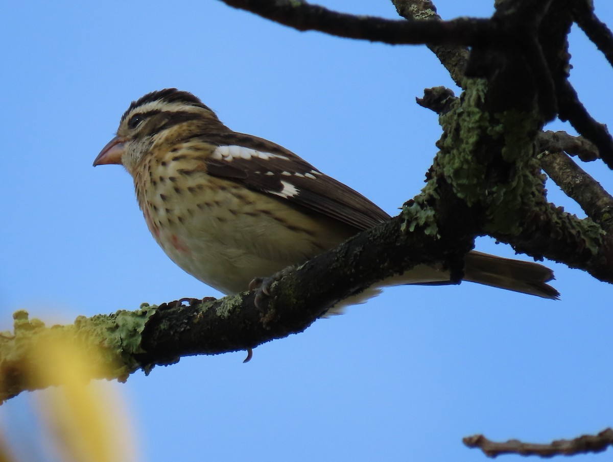 Rose-breasted Grosbeak - ML624228220