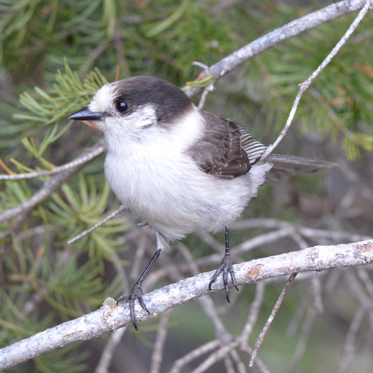 Canada Jay - ML624228223