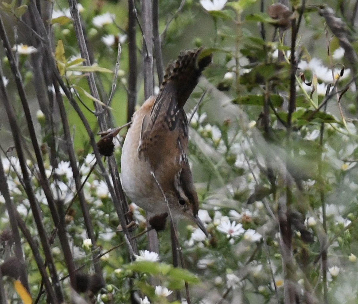 Marsh Wren - ML624228226