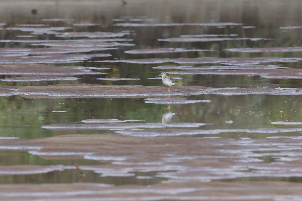 Lesser Yellowlegs - ML624228227