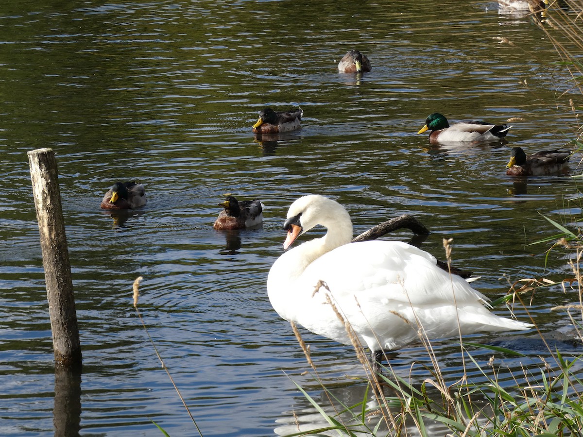 Mute Swan - ML624228228