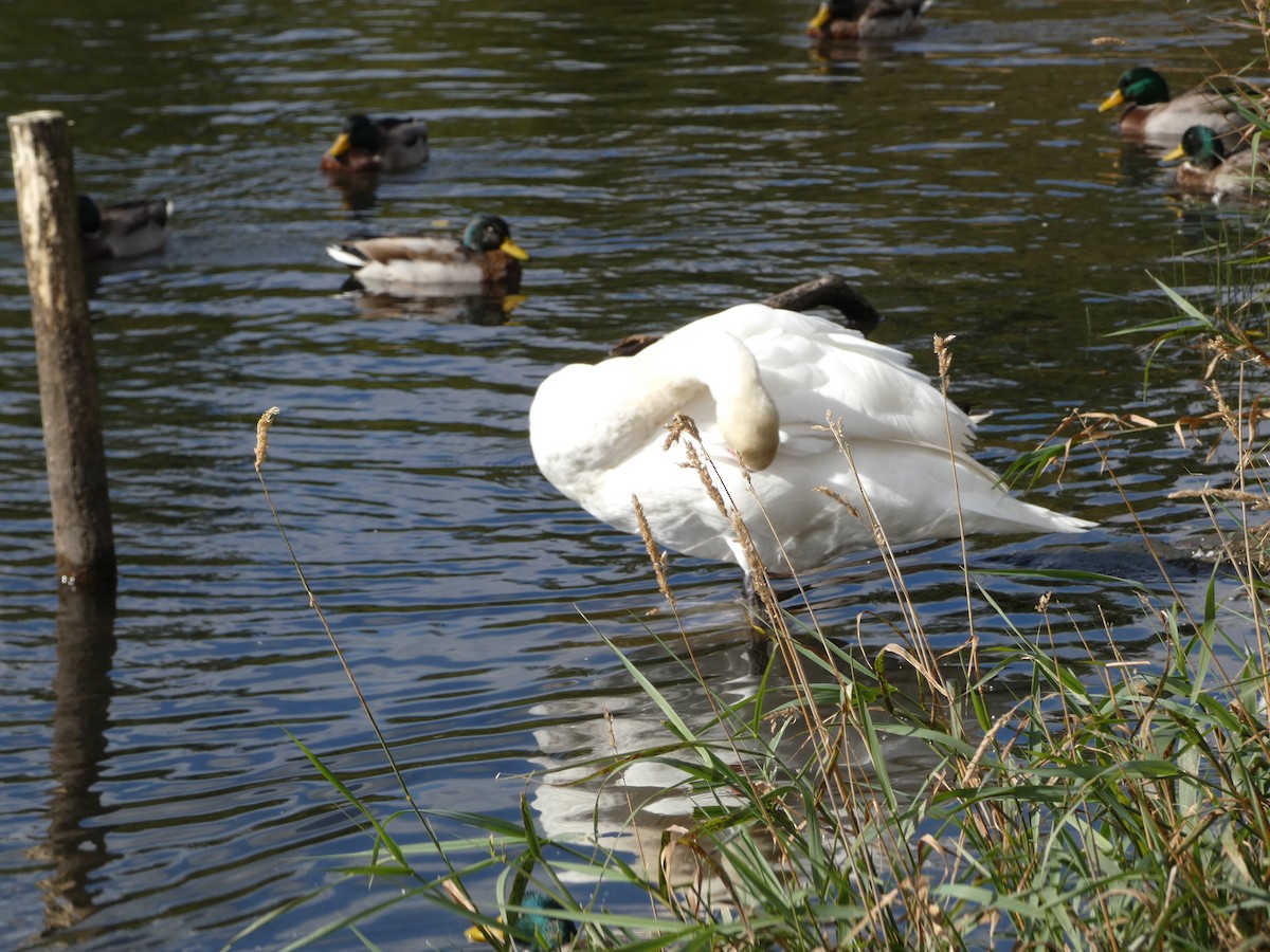 Mute Swan - ML624228229