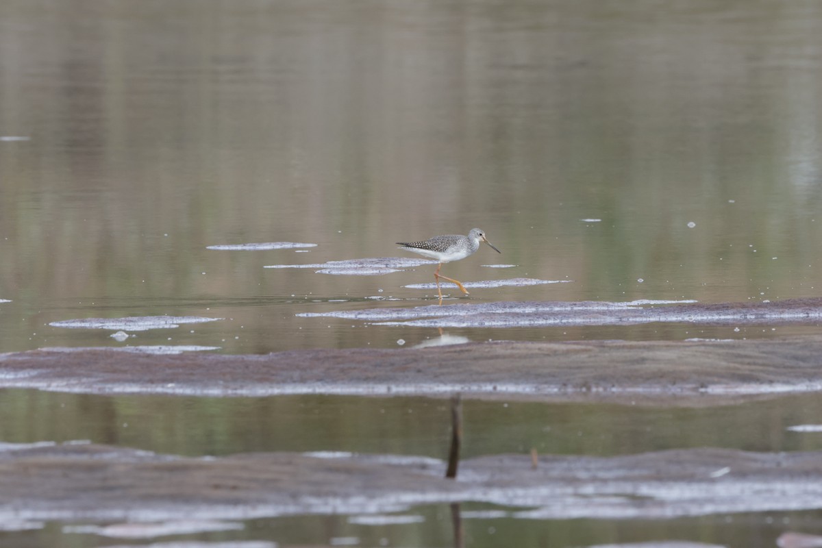 Greater Yellowlegs - ML624228230