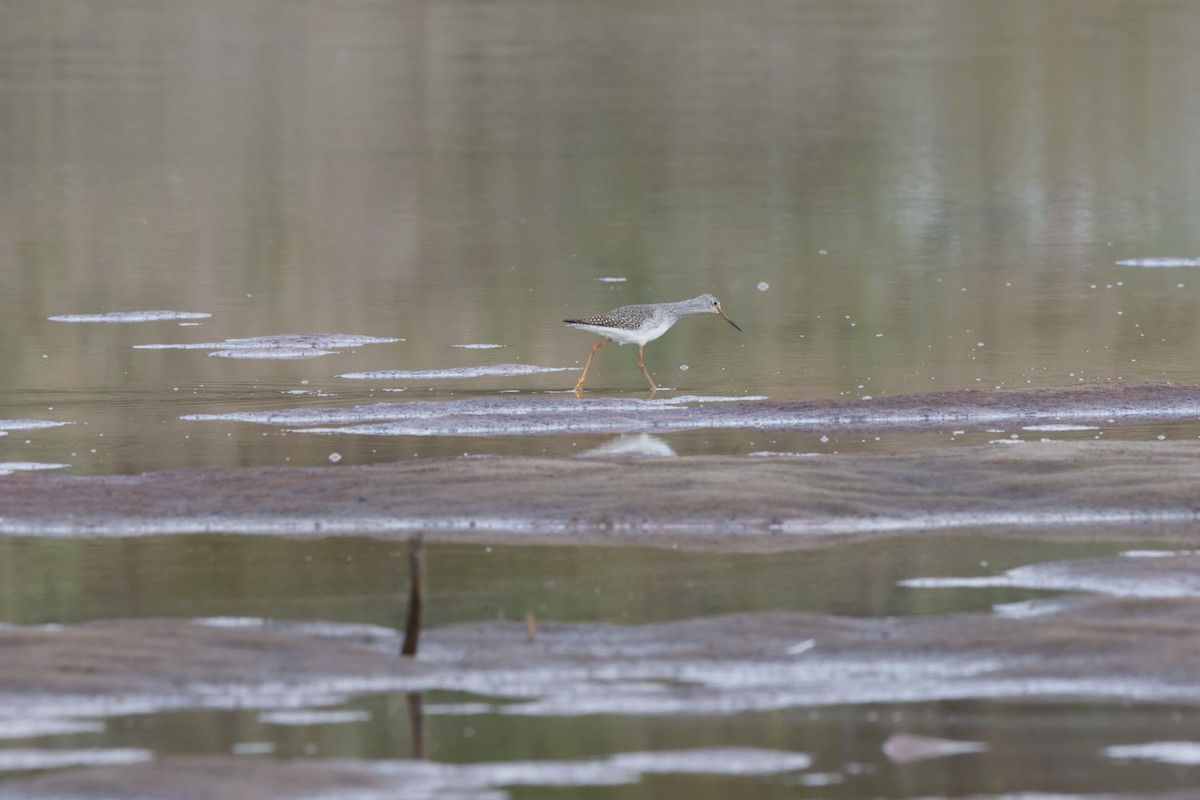 Greater Yellowlegs - ML624228231