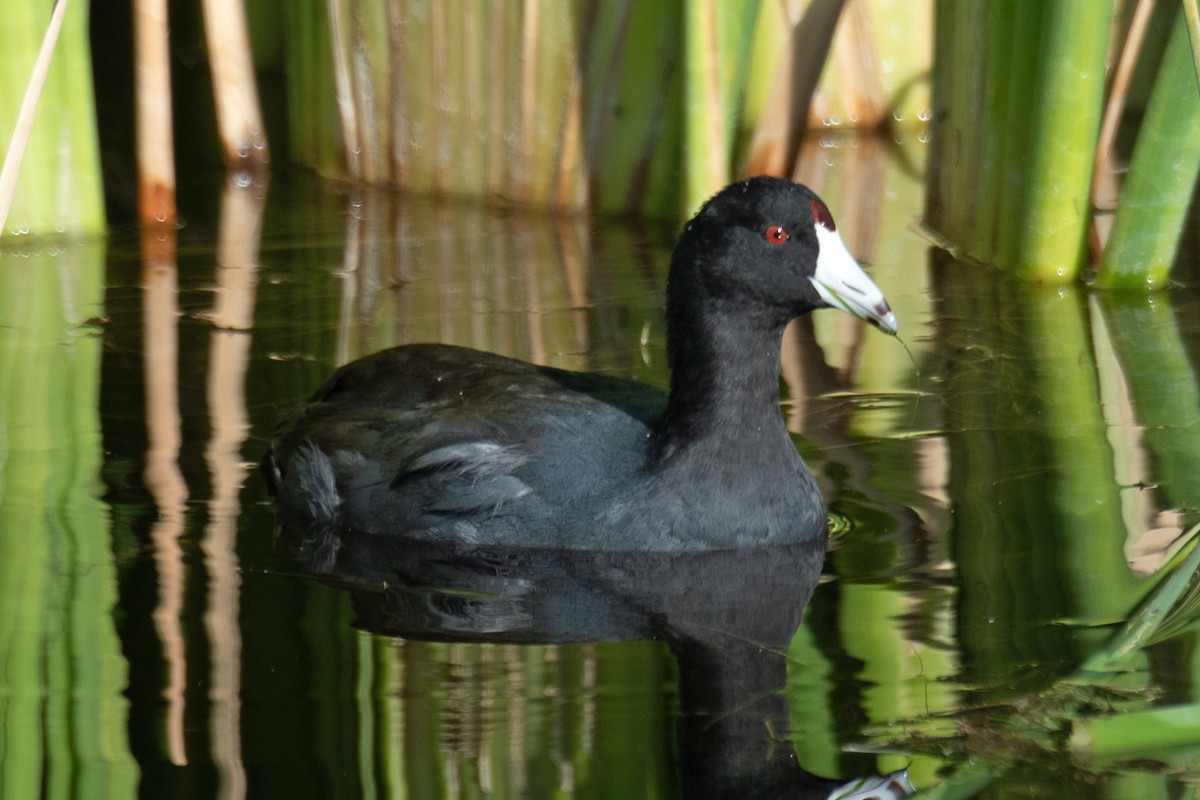 American Coot - ML624228232