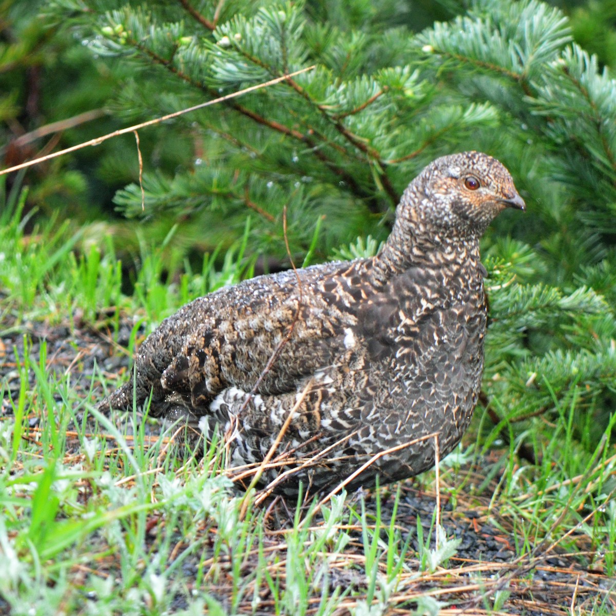 ススイロライチョウ - ML624228233