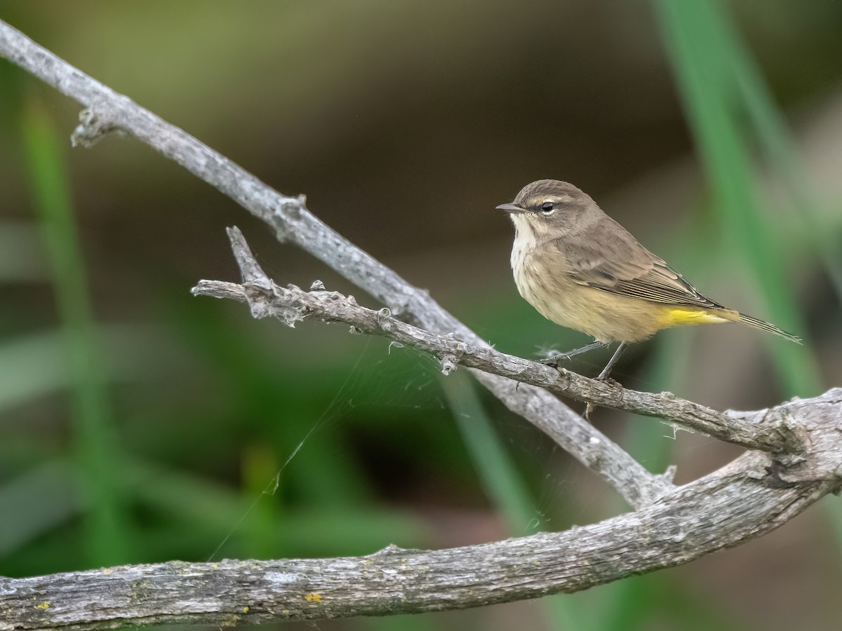 Palm Warbler - ML624228234