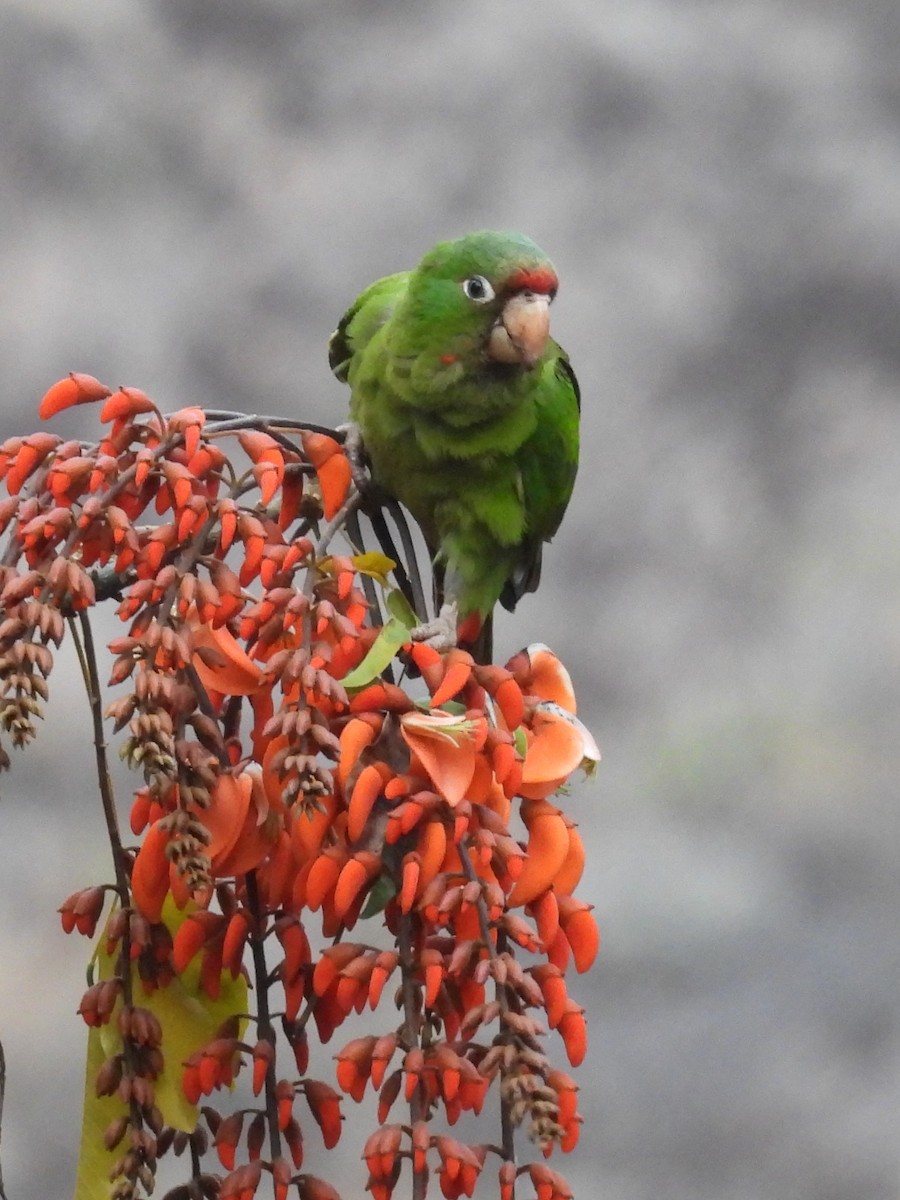 Mitred Parakeet - ML624228235