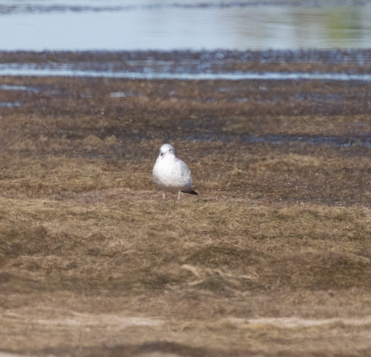 Ring-billed Gull - ML624228236