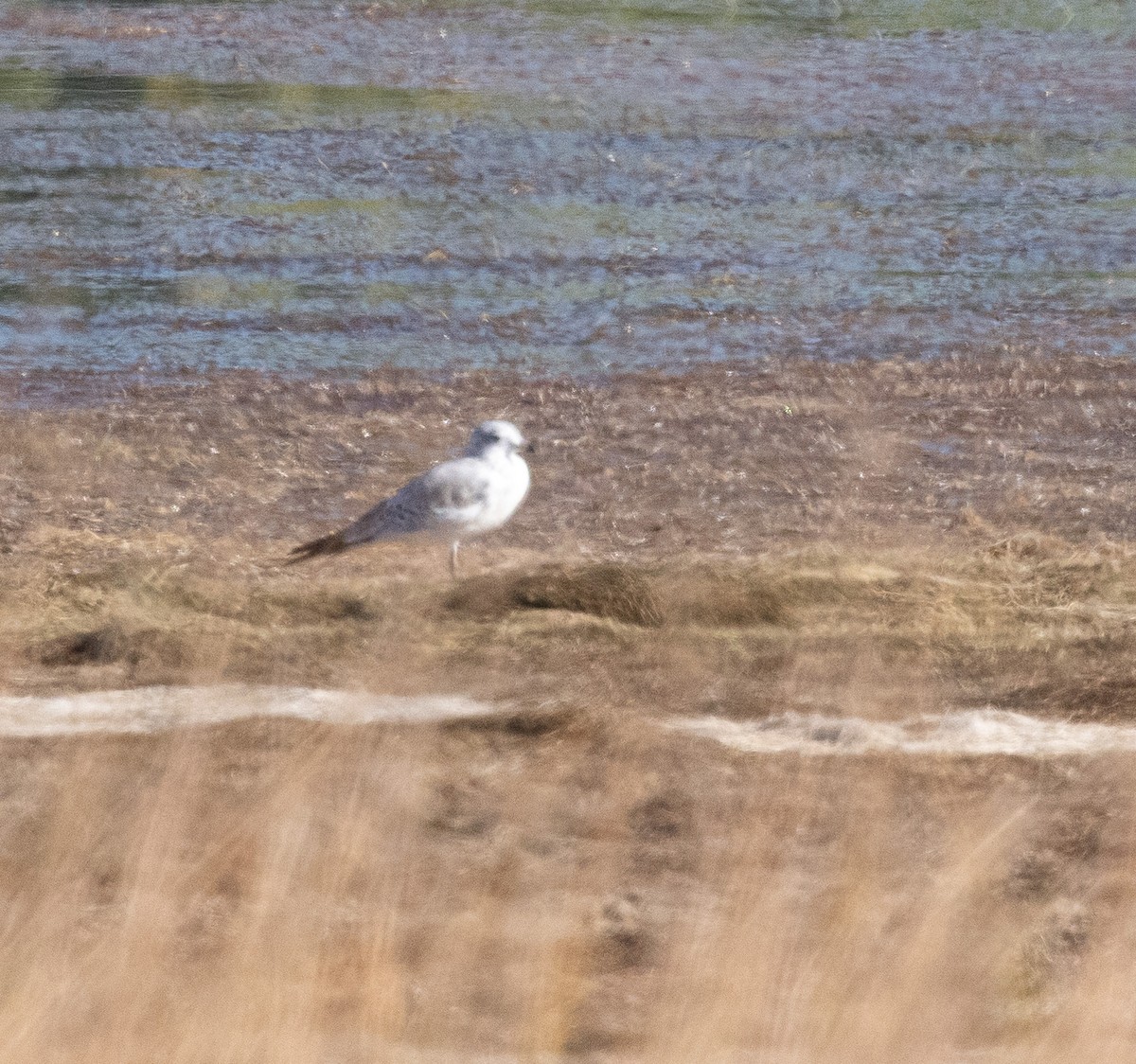 Ring-billed Gull - ML624228237