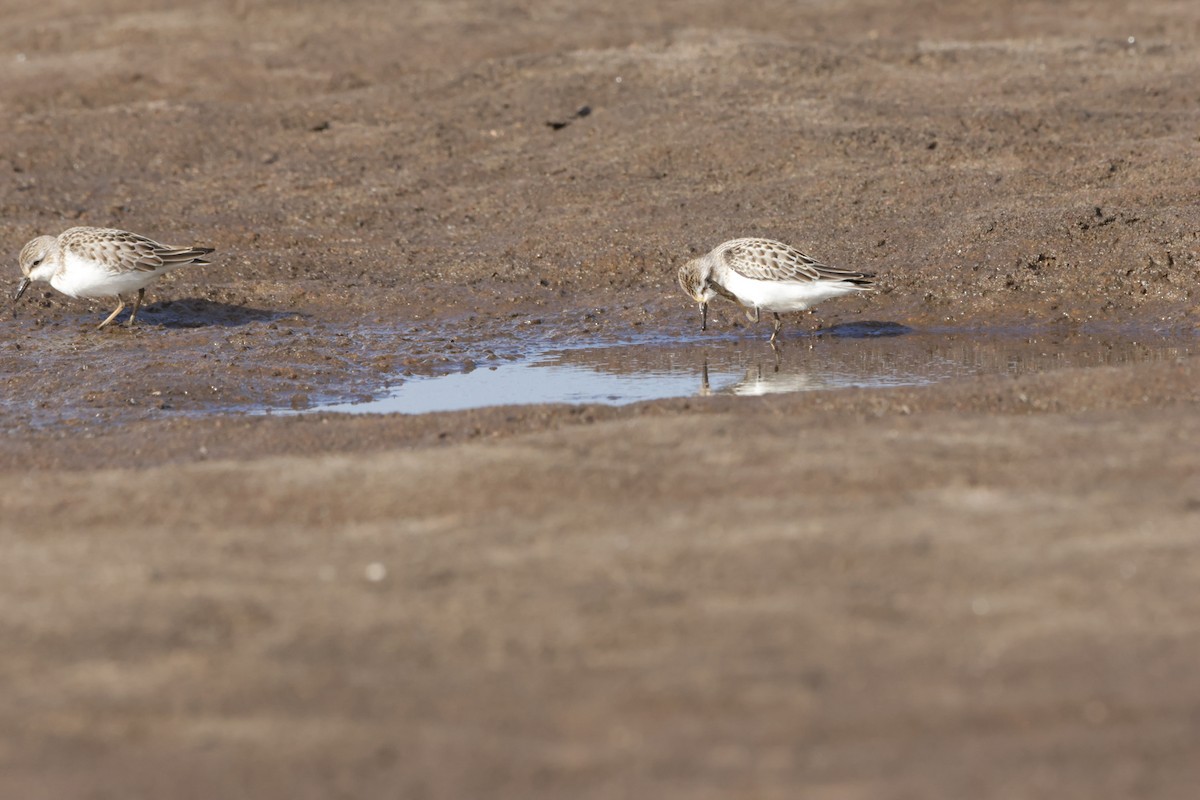 Sanderling - ML624228238