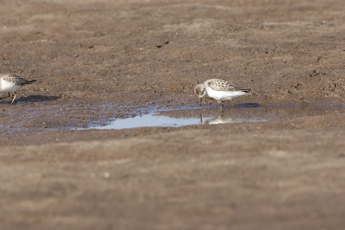 Sanderling - ML624228239