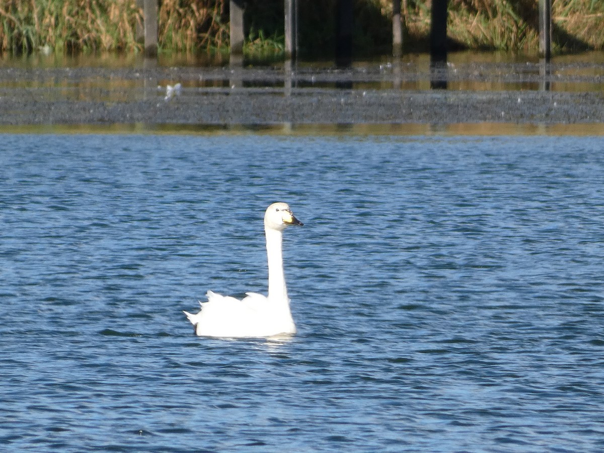 Whooper Swan - Mike Tuer