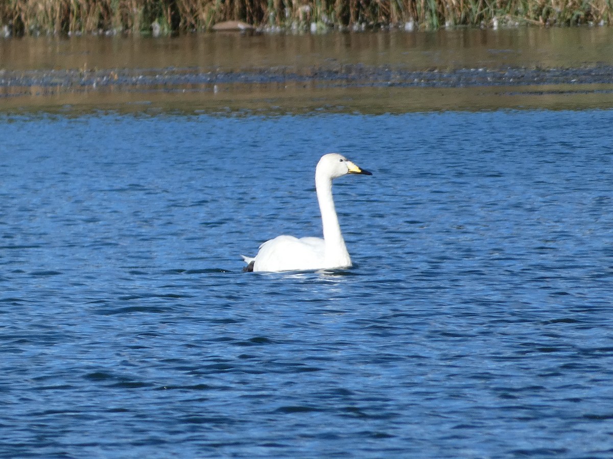 Whooper Swan - ML624228241