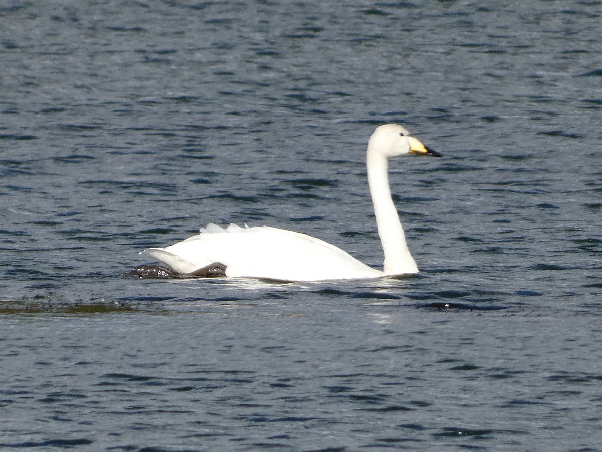 Whooper Swan - ML624228242