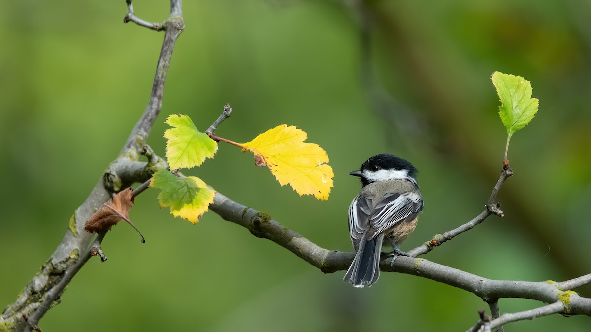 Black-capped Chickadee - ML624228243