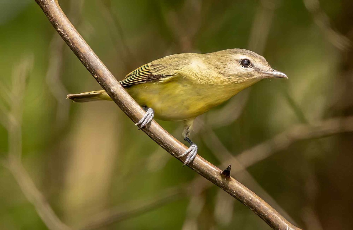 Warbling Vireo - ML624228246