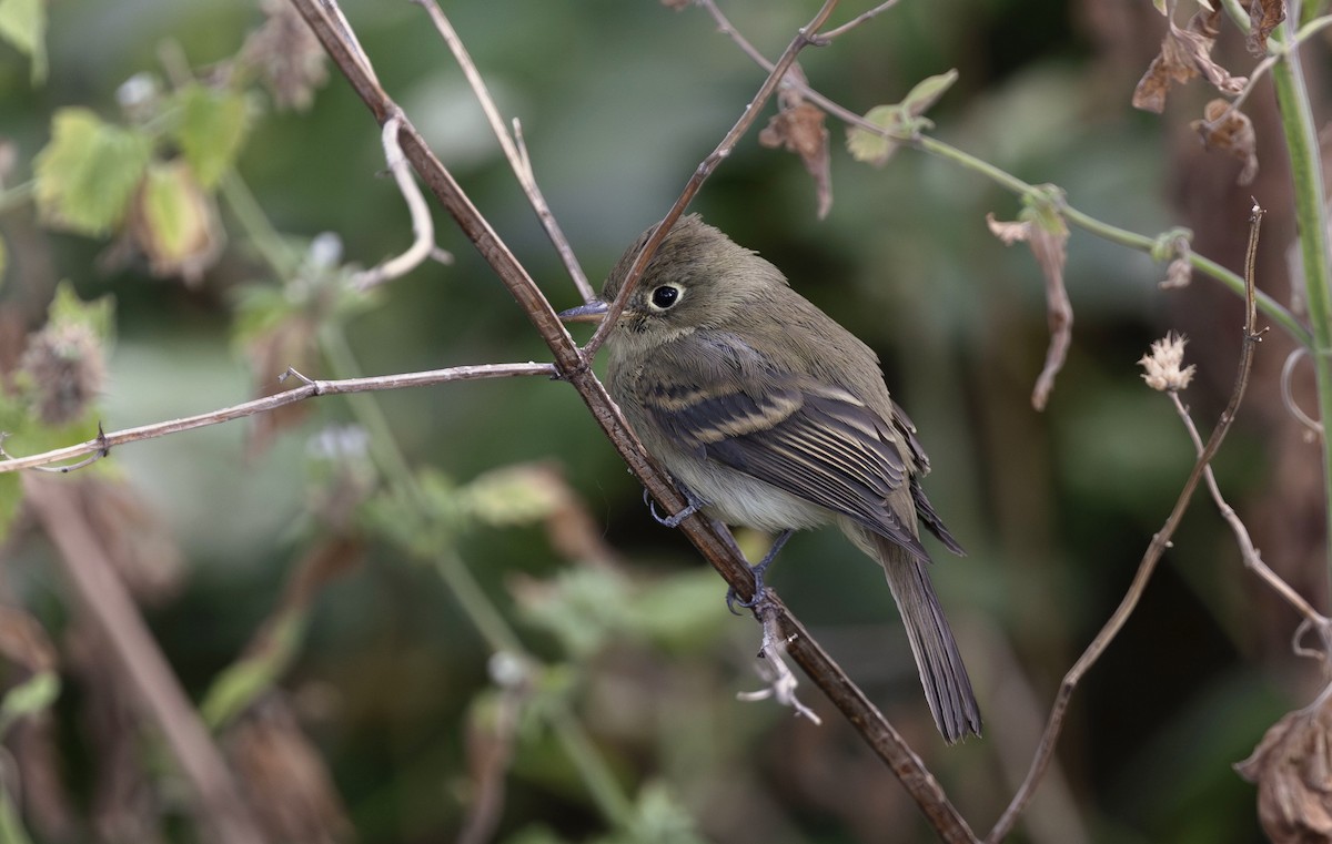 Western Flycatcher (Cordilleran) - ML624228259