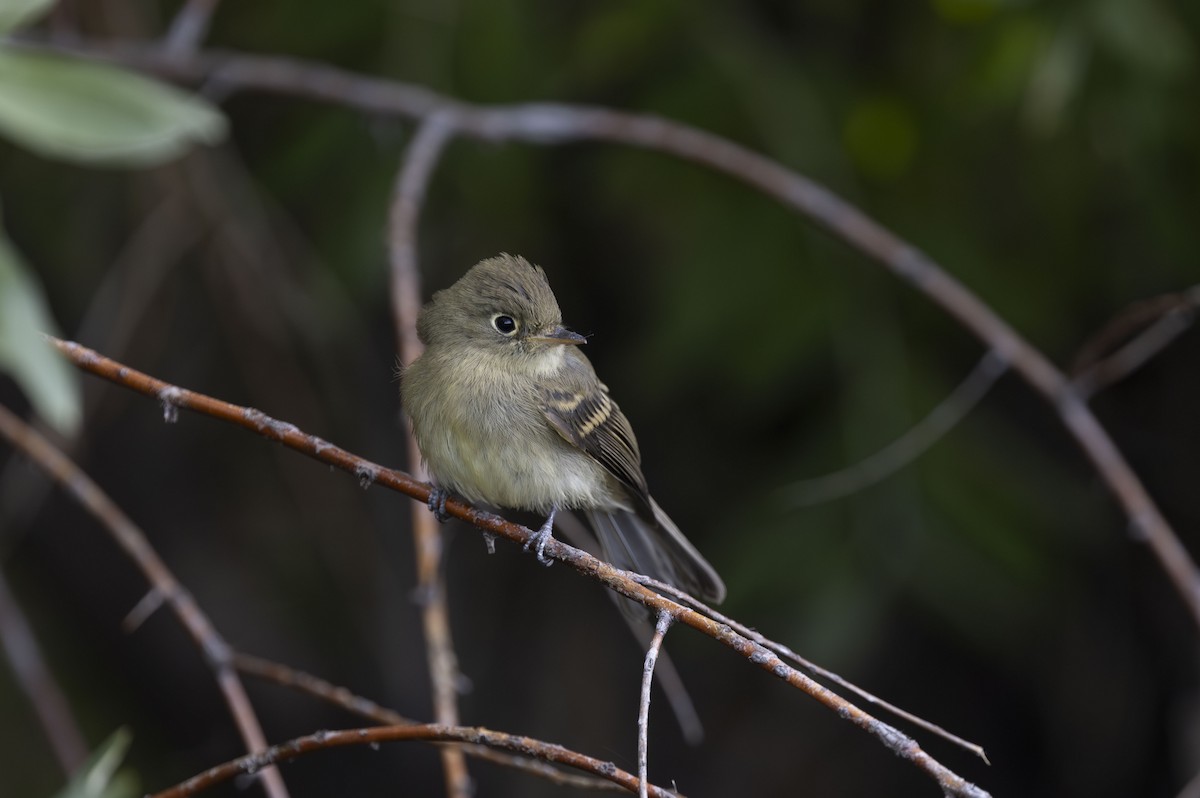 Western Flycatcher (Cordilleran) - ML624228260