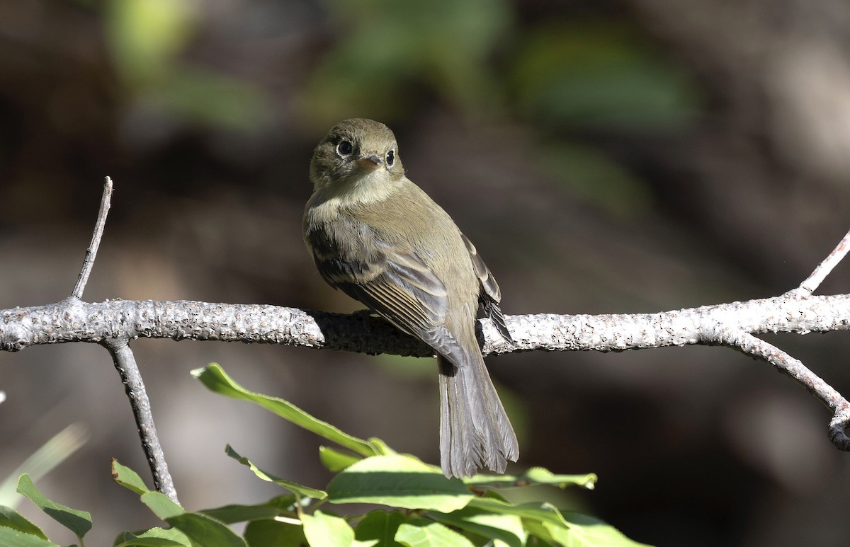 Western Flycatcher (Cordilleran) - ML624228261