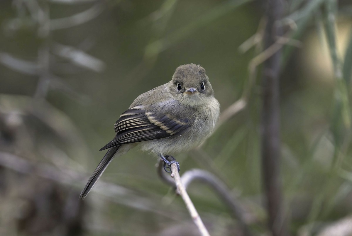 Western Flycatcher (Cordilleran) - ML624228262