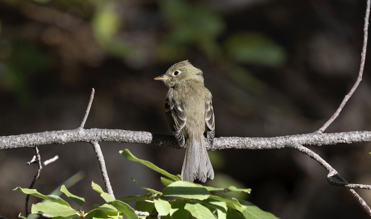 Western Flycatcher (Cordilleran) - ML624228263