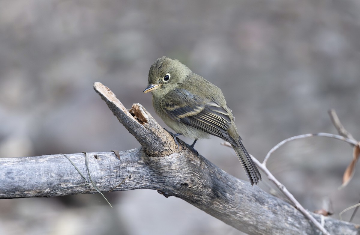 Western Flycatcher (Cordilleran) - ML624228264