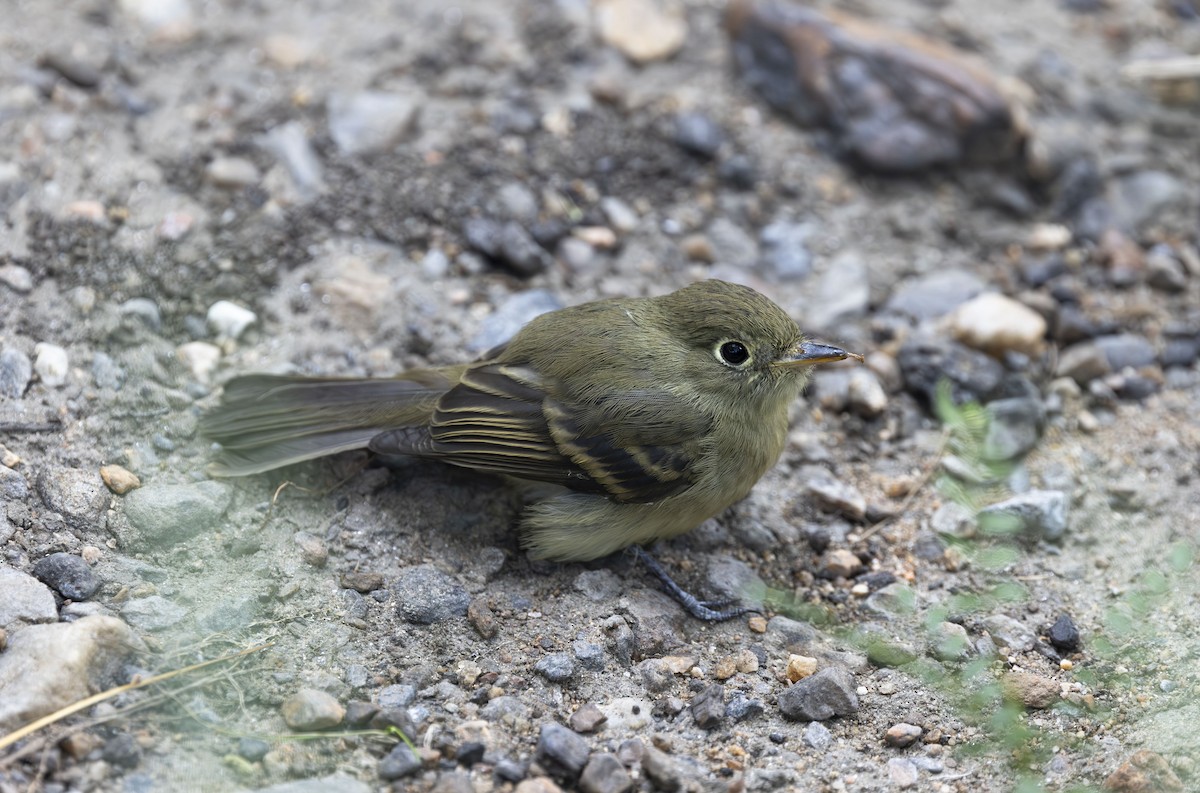 Western Flycatcher (Cordilleran) - ML624228265