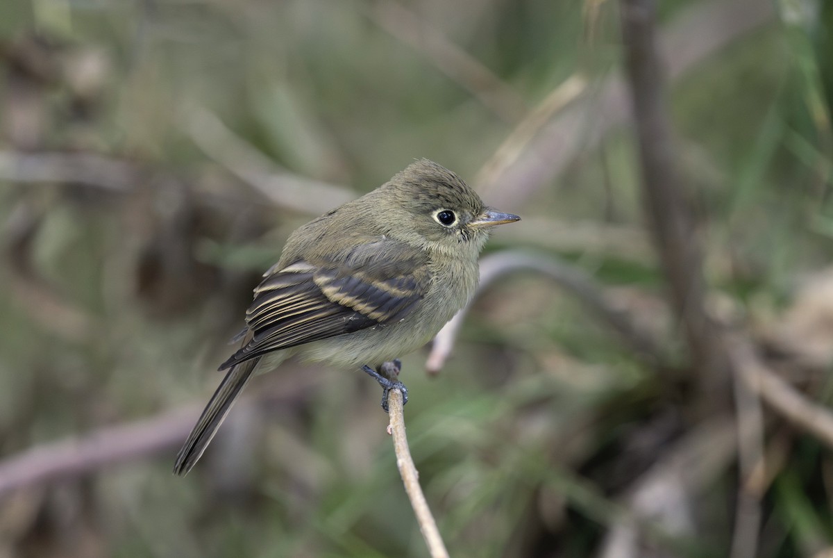 Western Flycatcher (Cordilleran) - ML624228266