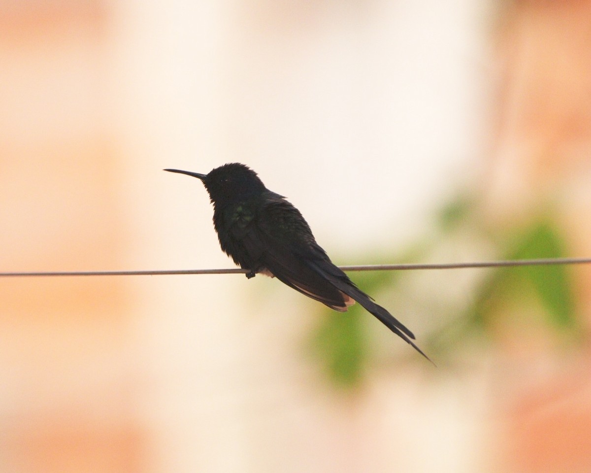 Colibrí Golondrina - ML624228285