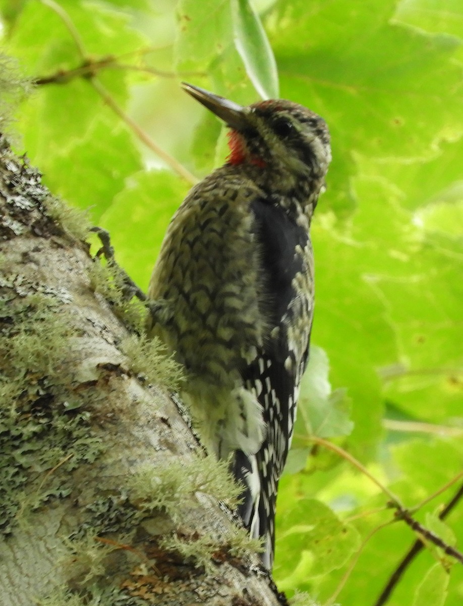 Yellow-bellied Sapsucker - ML624228302