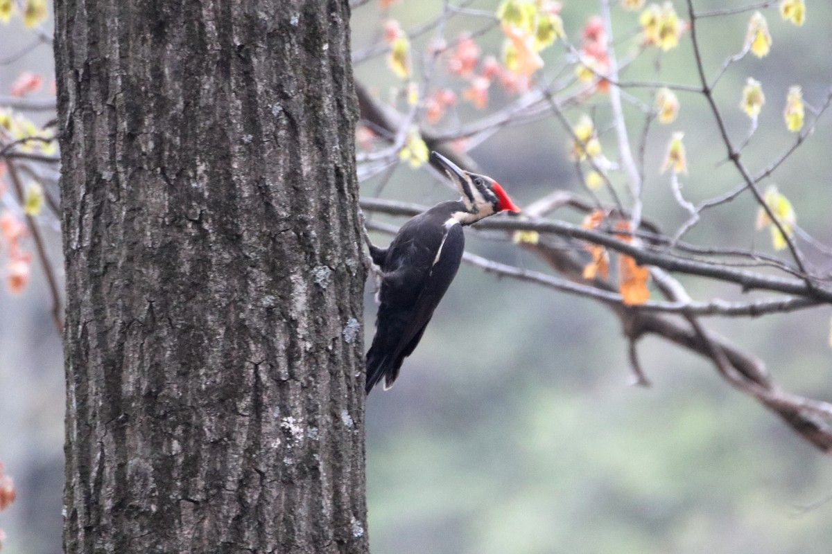 Pileated Woodpecker - ML624228344