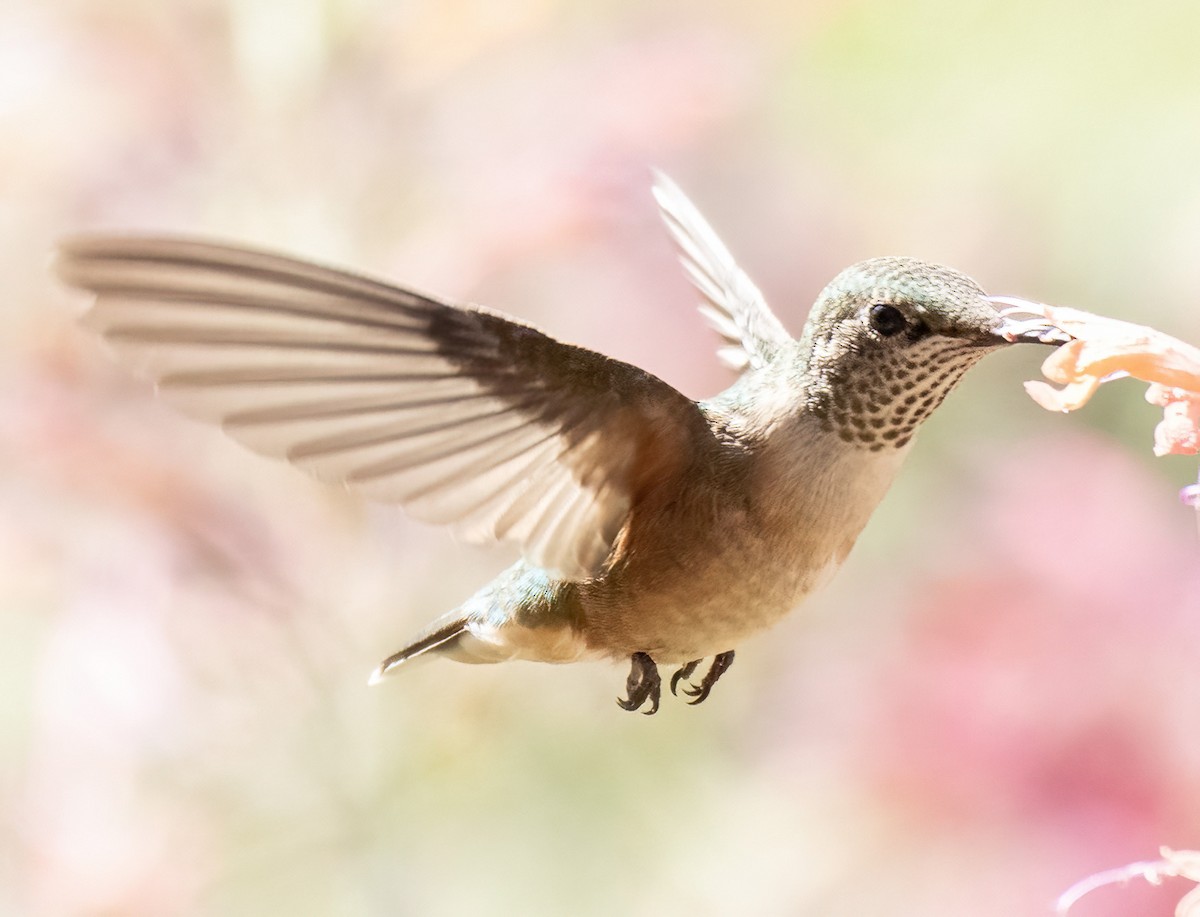 Broad-tailed Hummingbird - ML624228348