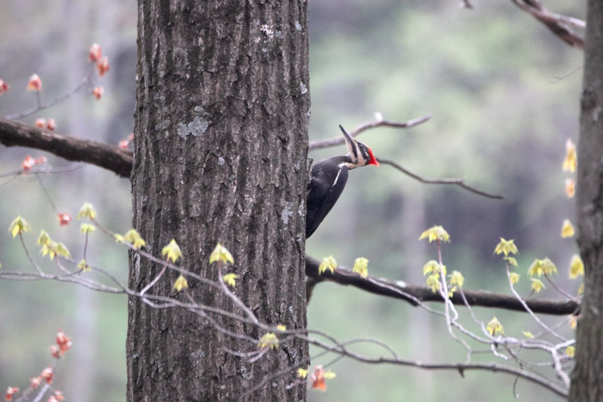 Pileated Woodpecker - ML624228349