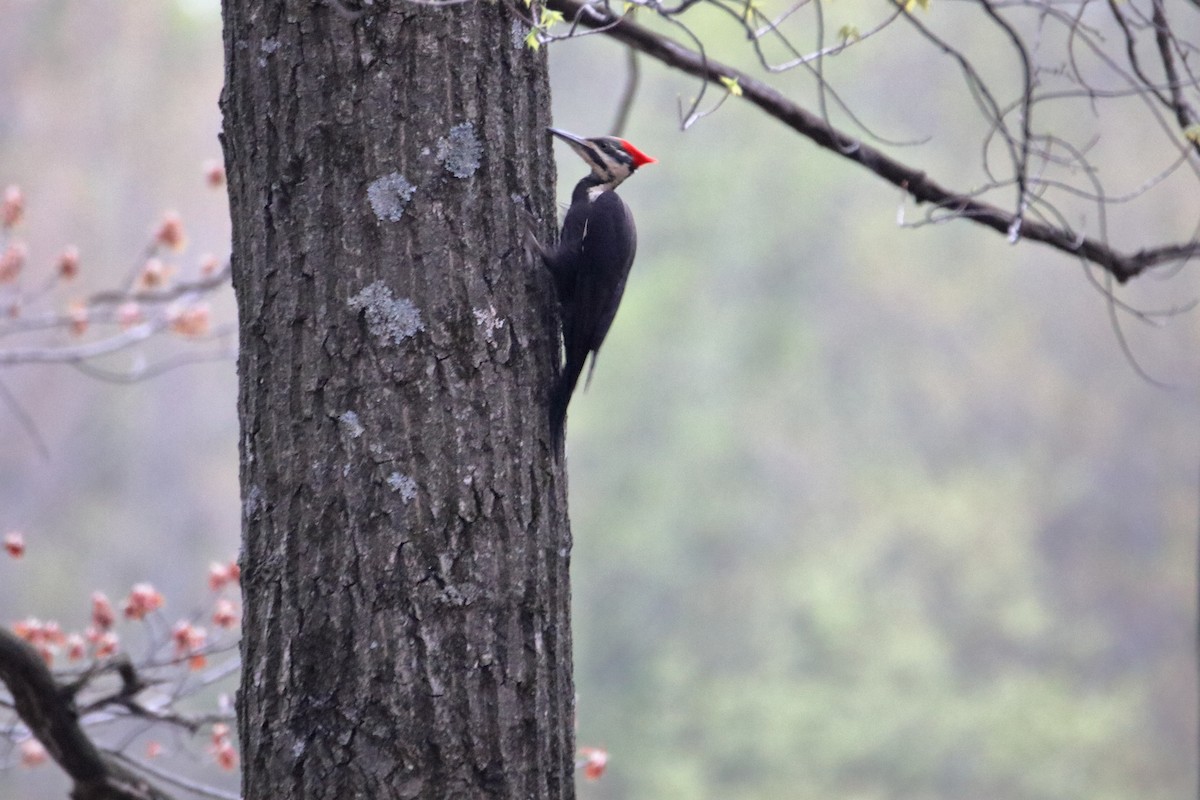 Pileated Woodpecker - ML624228352