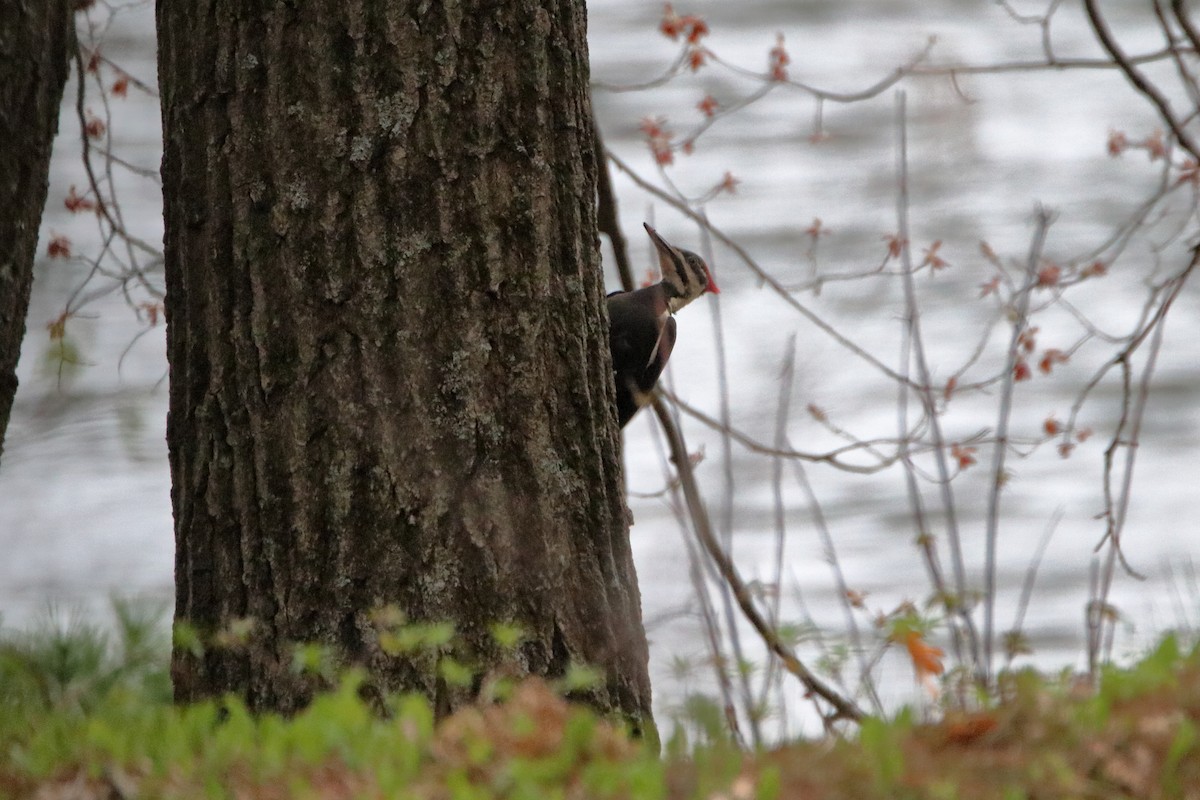 Pileated Woodpecker - ML624228355