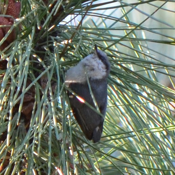 Pygmy Nuthatch - ML624228382