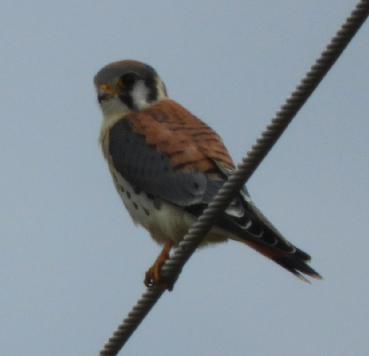 American Kestrel - ML624228396