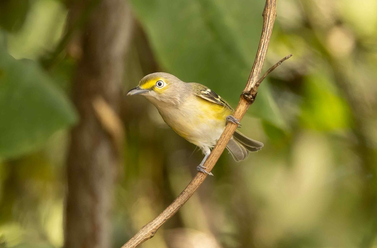 White-eyed Vireo - ML624228399