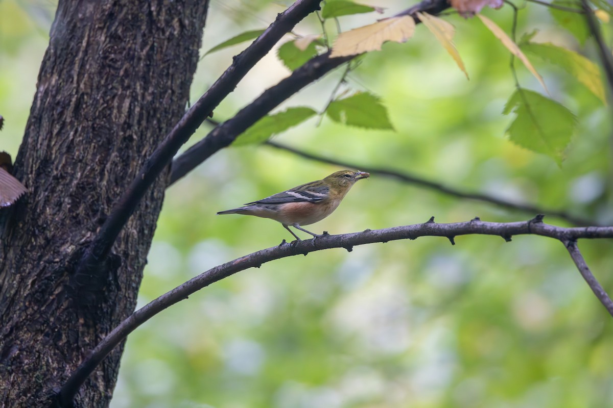 Bay-breasted Warbler - ML624228420