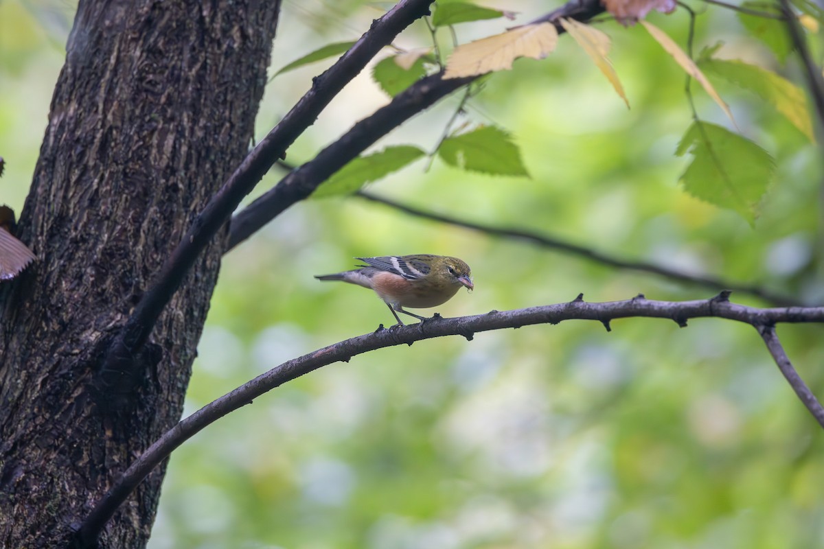 Bay-breasted Warbler - ML624228421