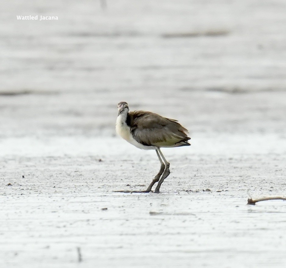 Jacana Suramericana - ML624228494