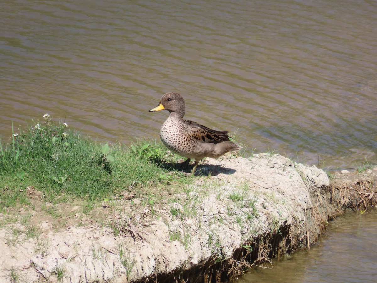 Yellow-billed Teal - Eric Pratt