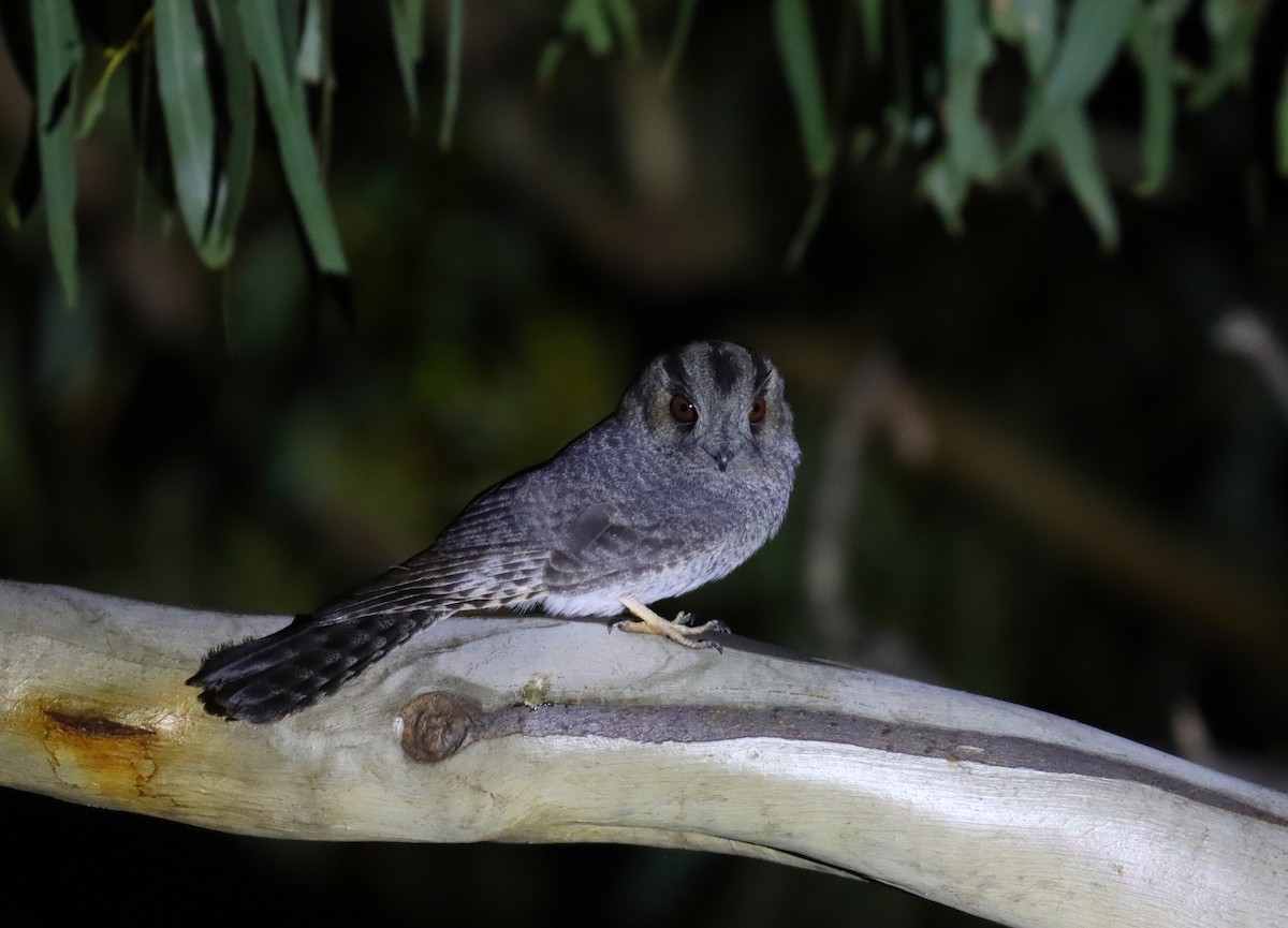 Australian Owlet-nightjar - ML624228571