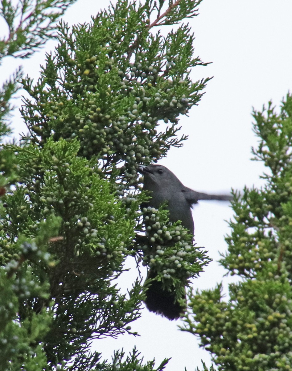 Gray Catbird - ML624228584