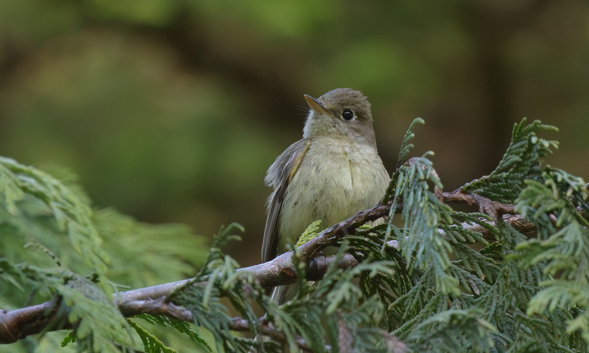 Western Flycatcher (Pacific-slope) - ML624228595