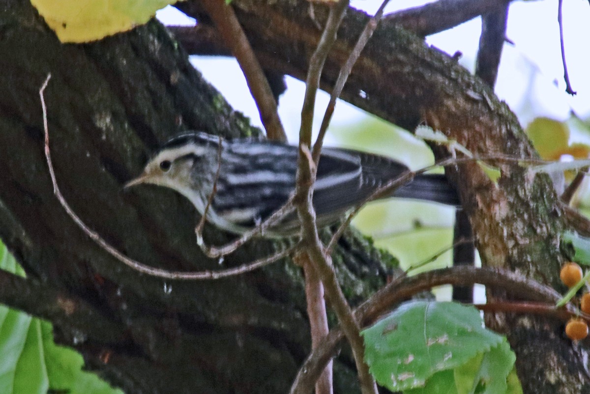 Black-and-white Warbler - ML624228604