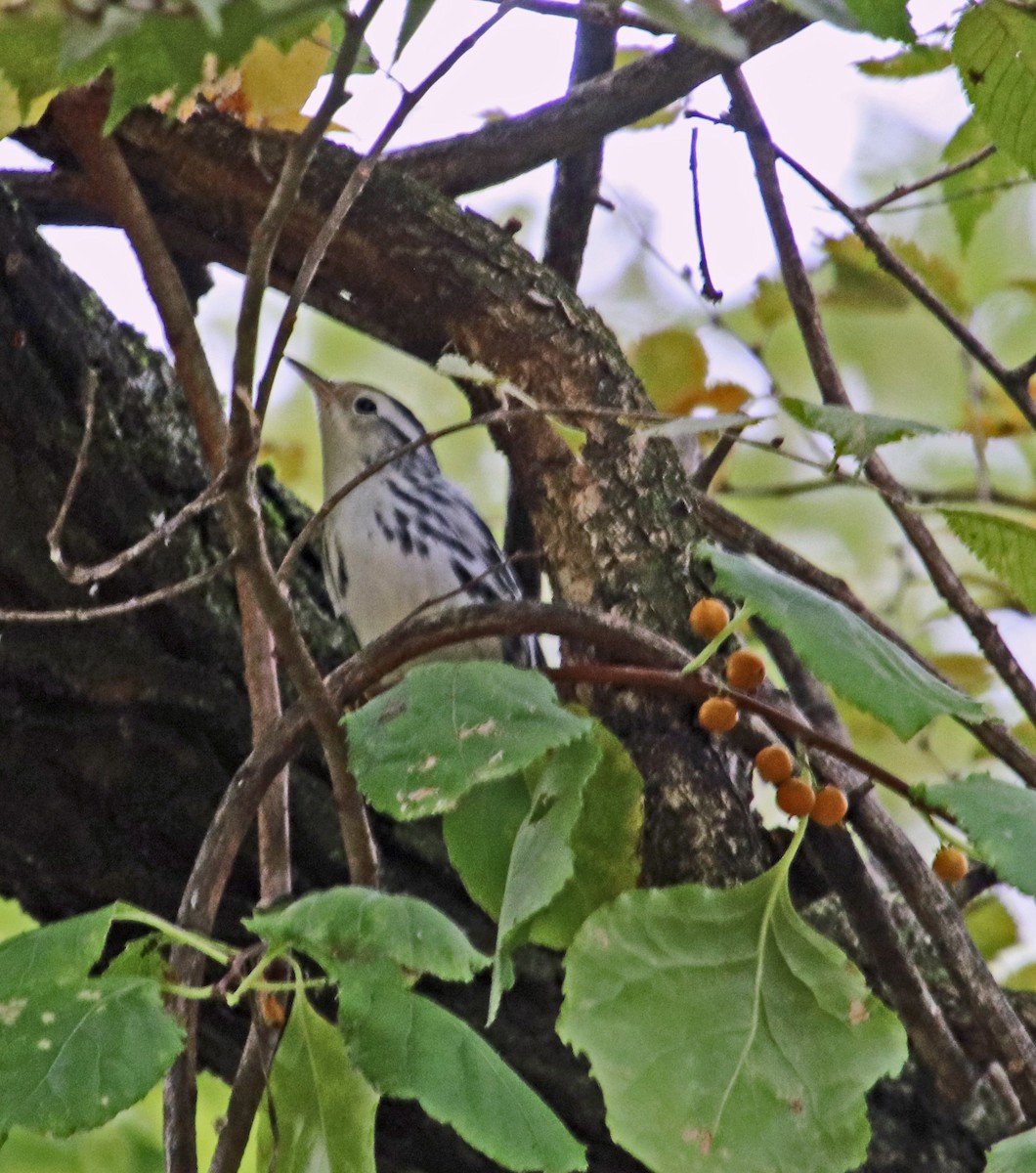 Black-and-white Warbler - Tom Nolan