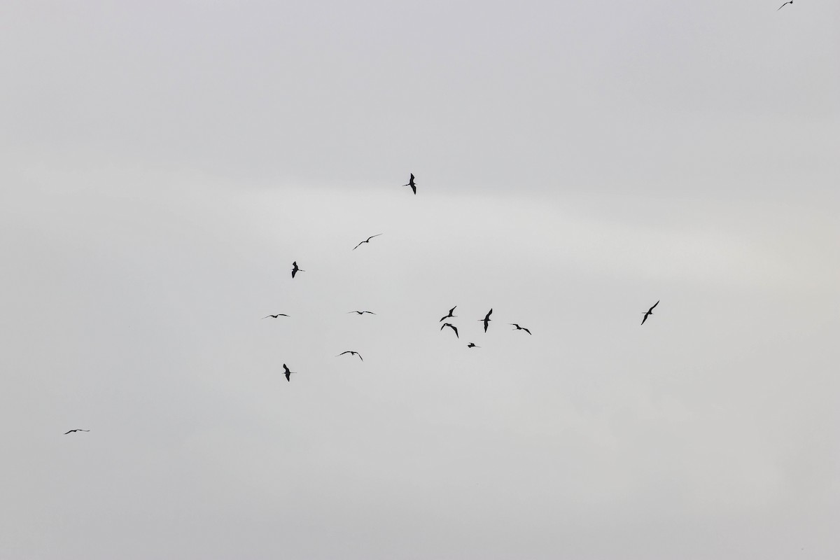 Magnificent Frigatebird - ML624228612